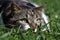 Just before the attack. A small brown-white cat lies crouched in the grass in wait