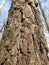 Just bark on a tree. Beautiful structural surface of the bark on different trees.