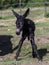 Just born baby of a donkey first step