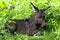 Just born little donkey. just born little donkey lying in a pasture
