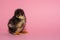 Just born a small chicken born is sitting on small paws on a pink background