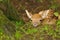 Just born young fallow deer