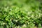 Just clipped boxwood bush, a little blurred