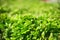 Just clipped boxwood bush, a little blurred