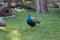 Just a Cocky Peafowl Strutting Around