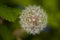 Just A Dandy:Dandelion Bloom Macro