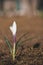 Just drops on the alone crocus in the field