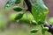 Just Formed Small Plum Fruits With Water Drops Close Up