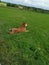 Just happy redhaired dog, greeen Grass