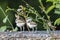 Just hatched little ringed plover chick.