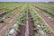 Just irrigated water melon plants crop