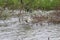 Just landed pond heron over a bush of a big lake over the surface. Bird keeps it's wings up and balances itself