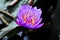 Just like the lotus we too have the ability to rise from the mud, bloom out of the darkness and radiate into the world.
