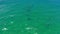 Just like you they are out for a swim. 4k video drone footage of a school of dolphins swinging in the ocean on a sunny