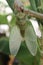 Just metamorphosed cicada