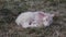 Just New Born Lambs. One Baby Lamb Sleep On Pasture