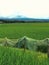 Just an ordinary rice field on Maros, Indonesia