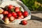 Just picked fruit. Canvas bag with red and apples on old rustic wooden table. Fruits are scattered. Harvested crop outdoor