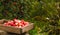 Just picked fruit. Red and yellow apples in wooden box on background of apple tree. Harvested crop outdoor