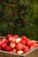 Just picked fruit. Red and yellow apples in wooden box on background of apple tree. Harvested crop outdoor