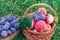 Just picked plums and apples in wicker baskets on green grass