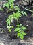 Just planted in the ground tomato seedlings in the garden