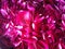 Just red pinky peony petals in abstrakt
