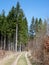 Just a regular normal forest walk path near by Gilching Munich, Germany - sunday walk in sunny warm day