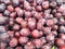 Just ripened black plums in the famers market in Richmond, British Columbia, Canada.