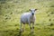 Just shorn sheep standing in the grass