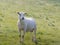 Just shorn sheep stands in the grass