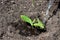 Just transplanted pumpkin tiny sproutâ€™s roots are watered in the field