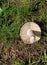 Just unearthed white mushroom on ground