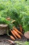 Just uprooted juicy carrots in vegetable bed near basket, growing carrots in background