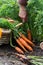 Just uprooted juicy carrots in vegetable bed near basket, worker is uprooting juicy carrots in background