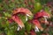 Justicia brandegeeana bush with flowers that look like shrimps