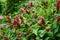 Justicia brandegeeana, the Mexican shrimp plant