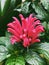 Justicia carnea growing inside Montreal Garden greenhouse