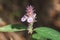 Justicia procumbens are blooming beautifully.