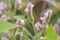 Justicia procumbens or Strobilanthes chiangdaoensis Terao