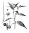 Jute, Corchorus plant, white jute plant, Corchorus capsularis illustration from Brockhaus Konversations-Lexikon 1908