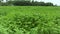 Jute Land or Jute Fields. Footage of jute fields in green Bengal. The green jute leaves are swaying in the wind