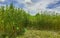 Jute plant in the field. Jute cultivation in Assam in India.