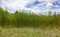 Jute plant in the field. Jute cultivation in Assam in India.