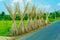 Jute plant stems laid for drying in the sun