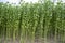 Jute plants growing in a field in the countryside of Bangladesh