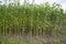 Jute plants growing in a field in the countryside of Bangladesh