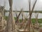 Jute stalks laid for sun drying. Jute cultivation in Assam, India.