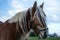 Jutland Horse Closeup, Equus ferus caballus