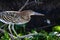 Juvenie Rufescent Tiger-Heron (Tigrisoma lineatum) in Brazil